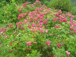 Rugosa FJ Grootendorst shrug
