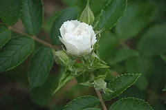 Rugosa Rose Grootendorst Alba