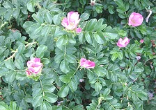 Rugosa Rose Frau Dagmar Hastrup