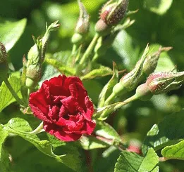 Rugosa Grootendorst Supreme