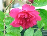 A ruffled deep red-pink bloom of rugosa rose 'Grootendorst Supreme'