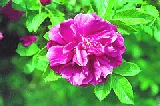 Hansa Rugosa
