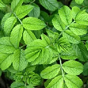 Rugosa Hansa foliage