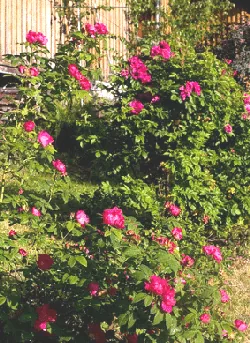 Rugosa Hansa shrub