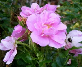 Jens Munk Hybrid Rugosa Rose by Midwest Gardening