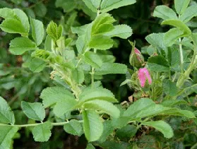 Jens Munk Hybrid Rugosa Rose foliage by Midwest Gardening
