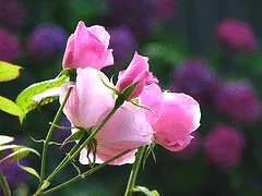 Simplicity Pink blooms