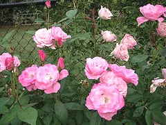 Simplicity Pink Hedge