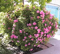 Simplicity Pink shrub