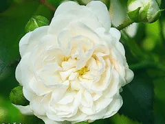 White Simplicity rose bloom