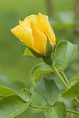 Simplicity Yellow bloom