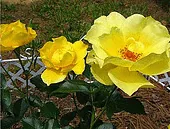 Simplicity Yellow