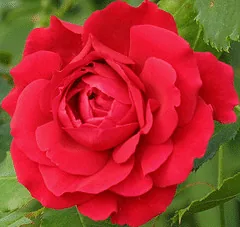 Arctic Flame Sub zero rose