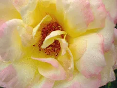 Charlotte Brownell Sub zero bloom