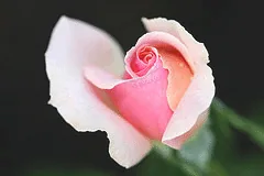 Curly Pink Sub zero bud