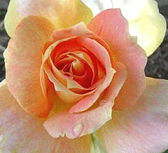 Helen Hayes Sub zero bloom