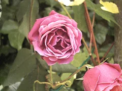 Senior Prom Sub zero rose