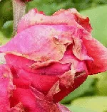 Aphid damage on rose bloom