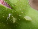 Aphids on a rose bud