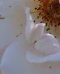 Rose thrips by Malcom Manners