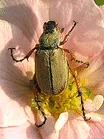 Rose Chafer