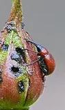 Rose Weevil Curculio by Ingrid Taylar