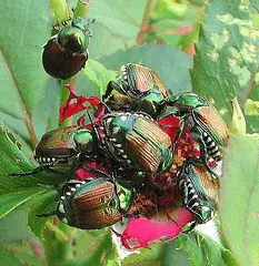 Japanese Rose Beetles