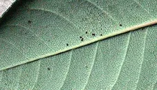 Spider Mites on rose leaf