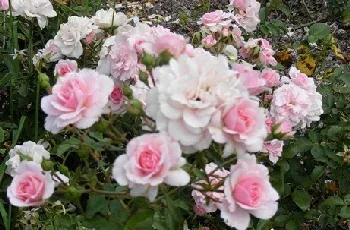 Bonica Meilland Hardy Shrub Rose by Midwest Gardening