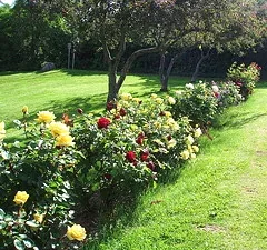 Floribunda rose hedge