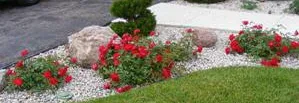 Red Ribbons Ground Cover Rose by Midwest Gardening