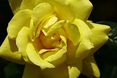 Anthony Meilland rose for shade by koizumi