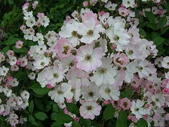 Ballerina musk rose for shade by Lynda True