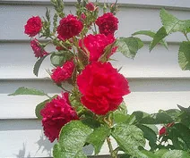 Rugosa FJ Grootendorst 1