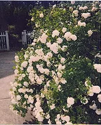 Fair Bianca rose for shade