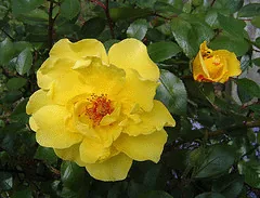 Golden Showers rose for shade