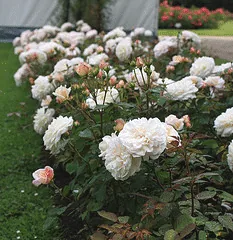 Gruss an Aachen rose for shade