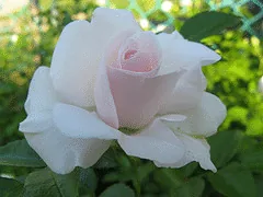 Ice Meidiland rose for shade