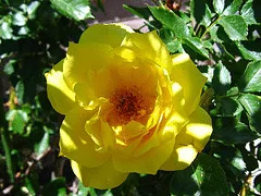 Rose in dappled shade