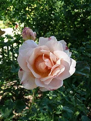 Shaded rose