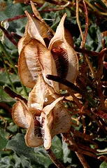 Tulip seed pods by Marilylle Soveran