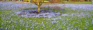 Glory of Snow naturalized by Hoodrat