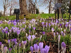 Naturalized crocus by Anguskirs