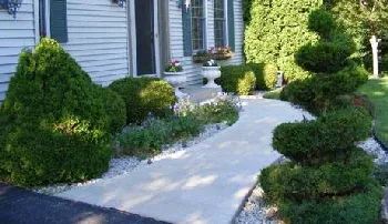 Selecting evergreens by Midwest Gardening