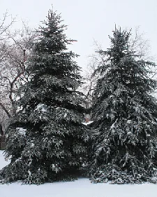 Evergreens by Anne Hornyak