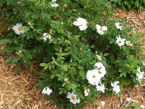 Henry Hudson Rugosa Rose by Midwest Gardening
