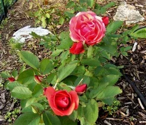 Morden Fireglow Canadian Explorer