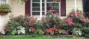 Knock Out Rose Bed