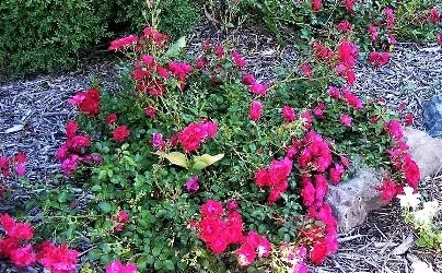 Continous Bloom Roses by Midwest Gardening