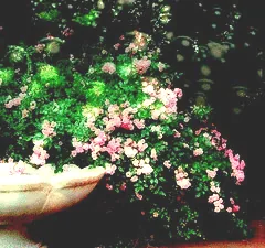 Fairy Rose cascade